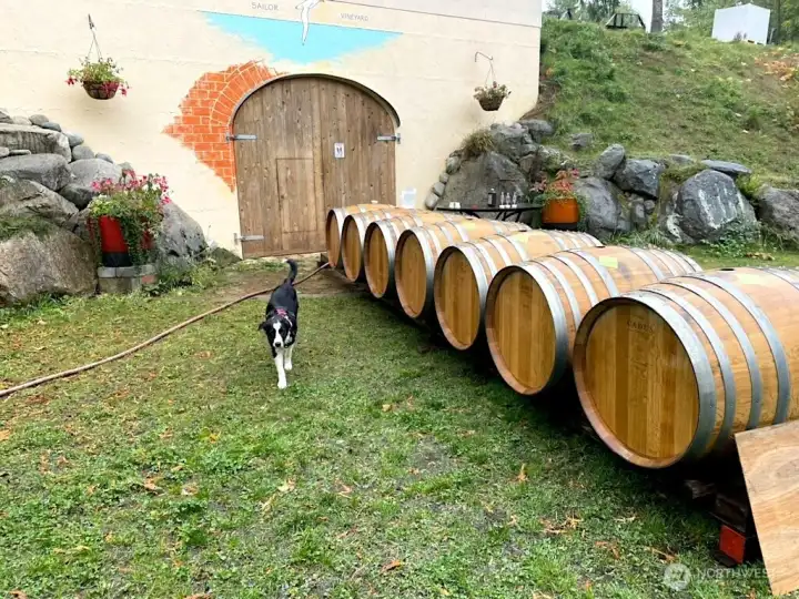 Rinsing barrels outside the winery