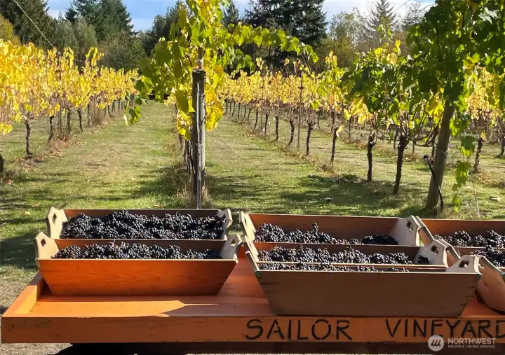 Harvest time - picking directly from the vineyard to press