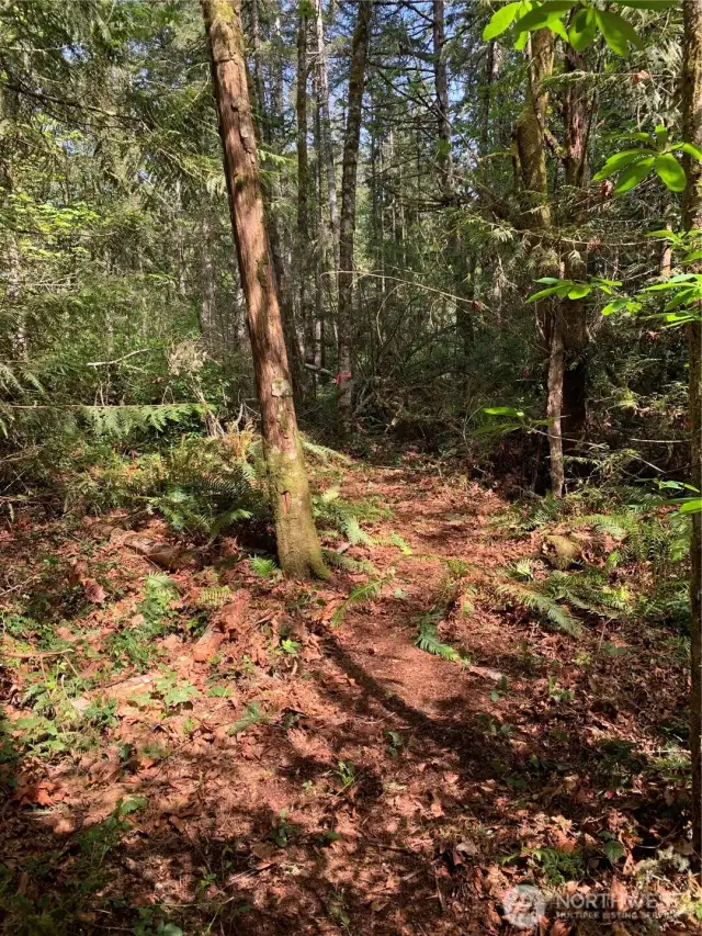 Lot is level and there are no critical areas on the property. A trail takes you to the rear of the parcel