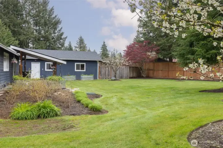 Mature blueberry plants in the backyard provide seasonal fruit.