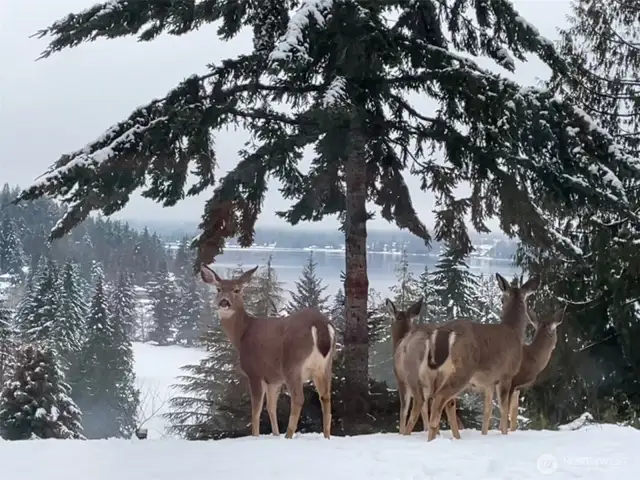 Wildlife abounds in Sudden Valley