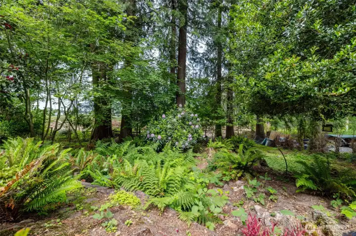 Back yard