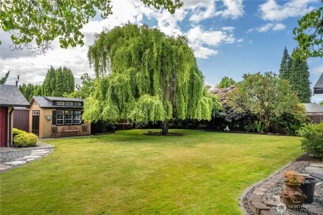 20yr old Willow tree is the centerpiece of this gorgeous yard!