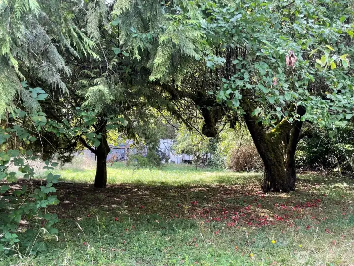 Apple trees