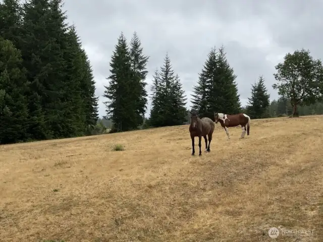 Java & Clyde