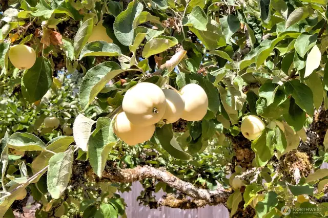 At least two different types of apples!