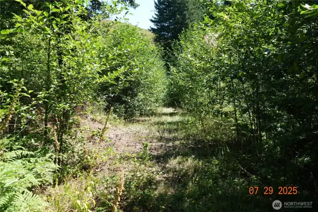 Driveway to camp/building site