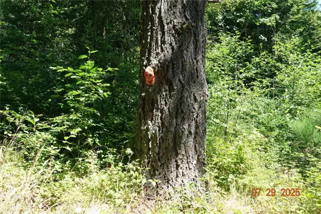 Really Big Fir Tree