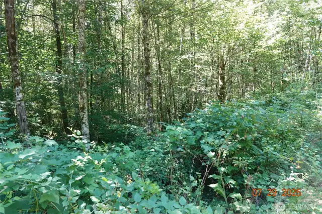 Driveway to camp/building site