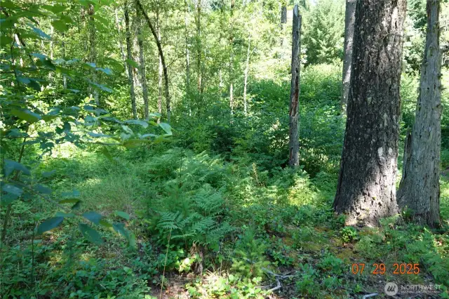 Road to Camp/building site