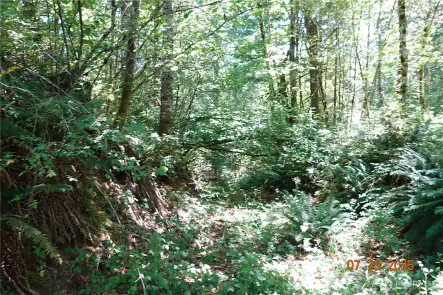 Old Road leading to 2nd building site