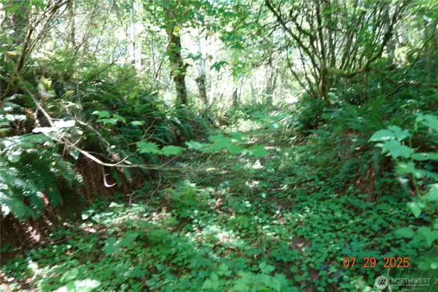 Old Road leading to 2nd building site