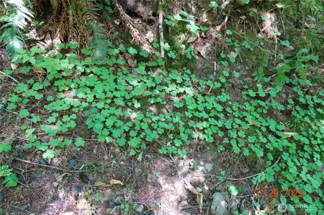 Can you find the 4 leaf clover?