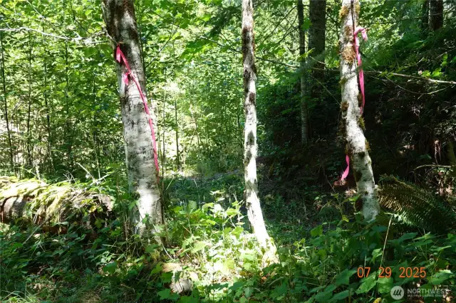 Fallow flags to the Camp/Building site