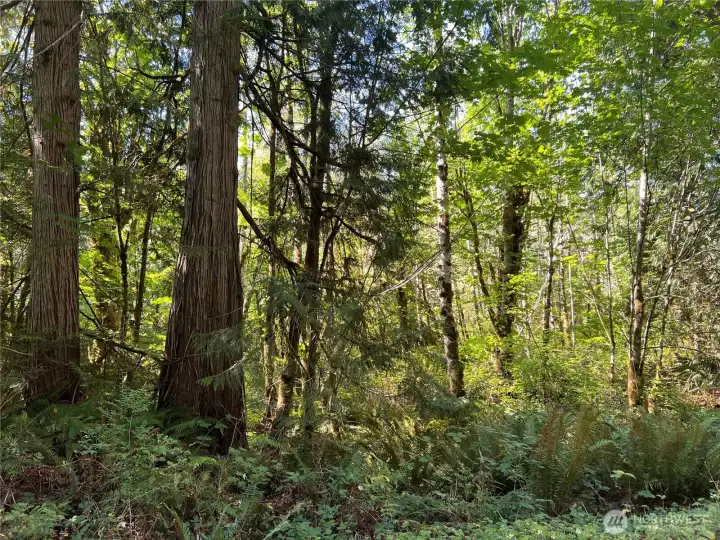 Many large cedars along wetland edge.