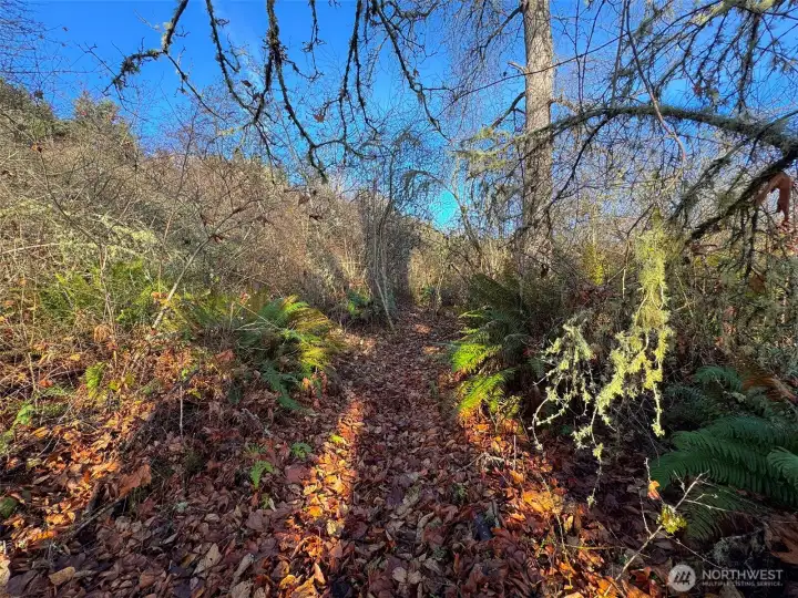 Trails down to the river.