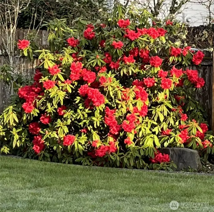 When in bloom, this rhododendron bush is stunning.