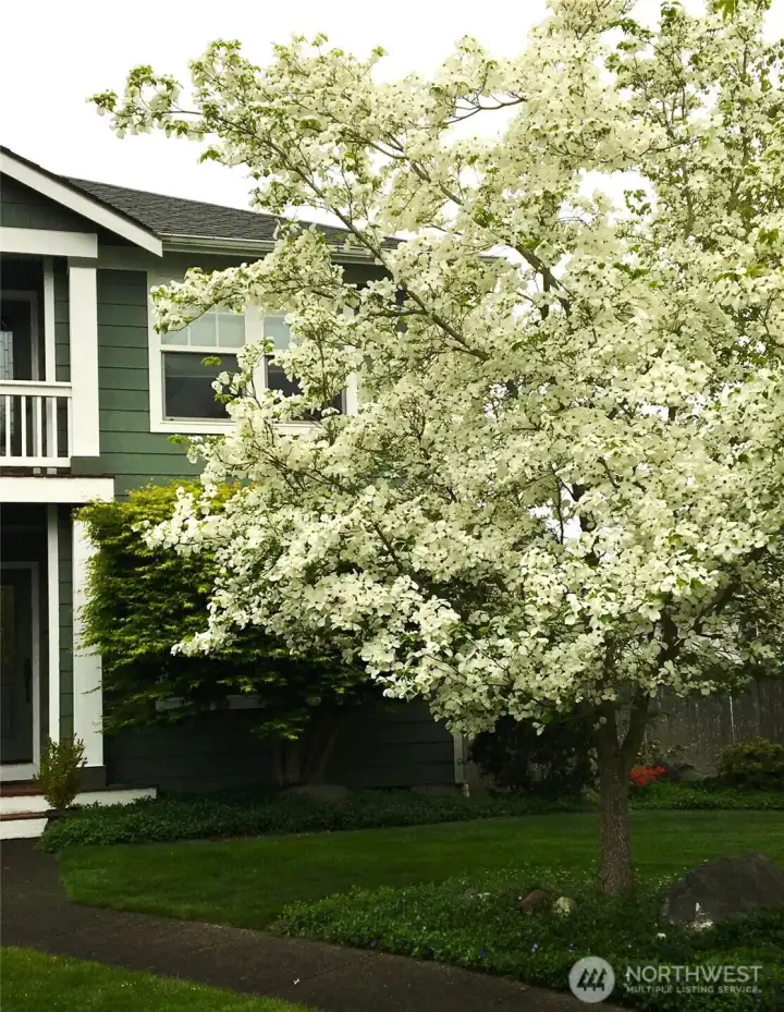When in bloom, this Dogwood tree in the front yard is truly magnificent