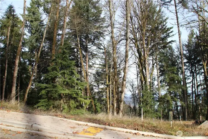View to the North from the street adjacent to Homesite #2