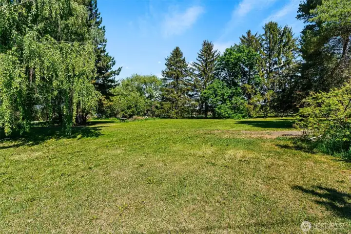 back yard
