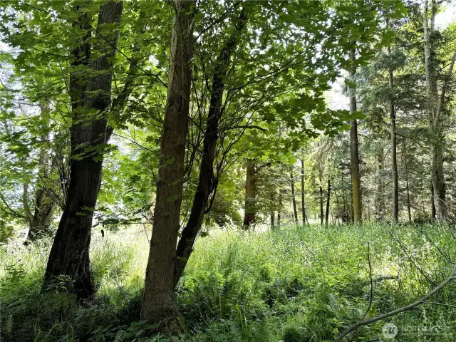 Big trees and lots of open space as well.