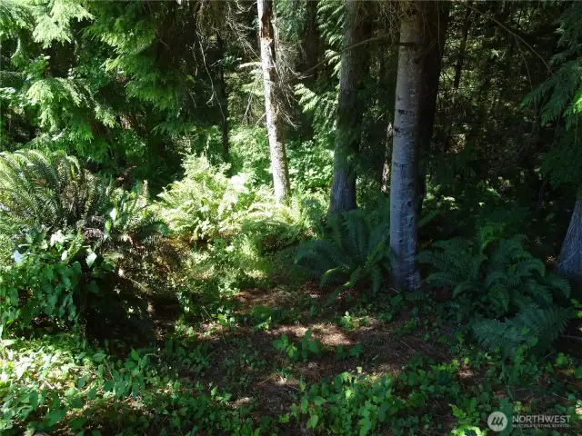 Inside The Woods. Goes Down To A Creek.