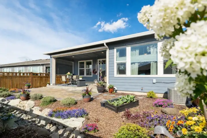 Another view of the backyard toward the patio - blooming hydrangea about to bust out (Pic modestly AI enhanced to show off that beautiful tree).