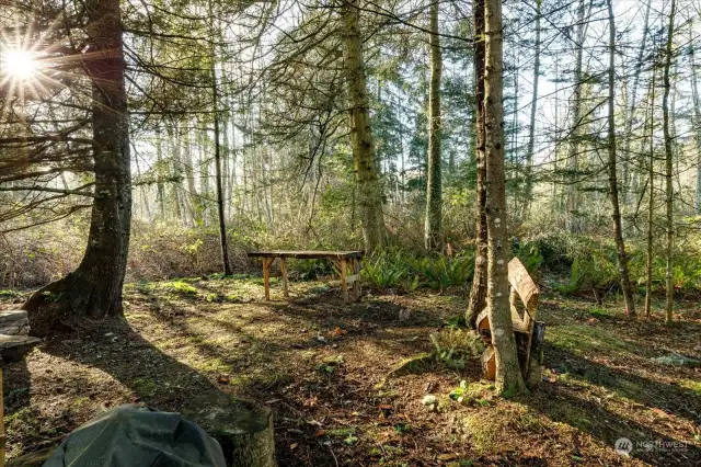 Natural wood benches have been cut and milled from these woods.