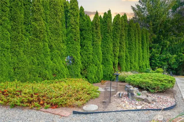Beautiful landscaping with large Arborvitaes for privacy.