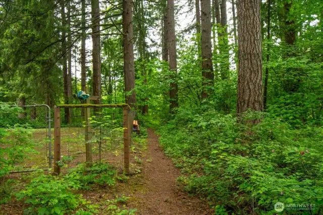 Forest Path