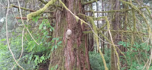 showing size of redwoods