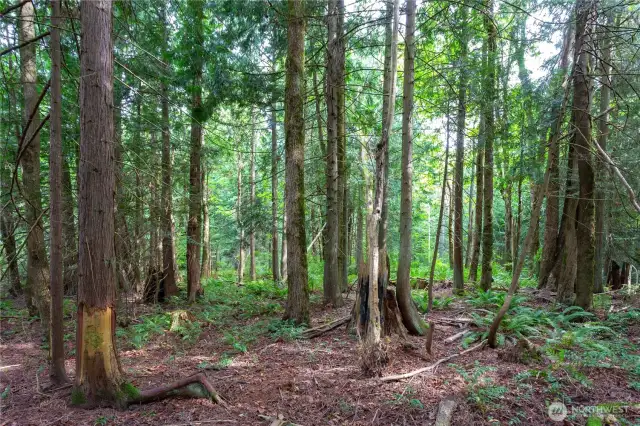 Level wooded land