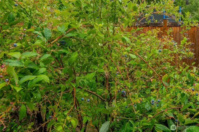 Mature & bountiful blueberry bushes will keep you stocked up every year!