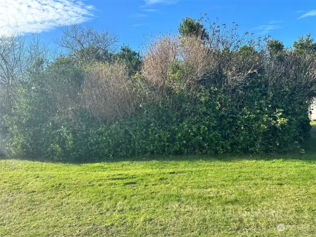 A small amount of shrubs to remove and then drive right on in