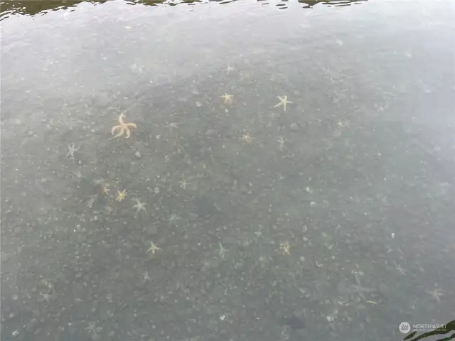 More wildlife, Starfish