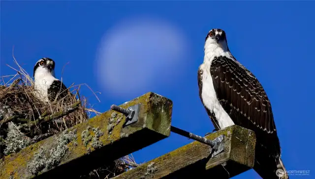 Enjoy abundant wildlife around Lake Tapps.