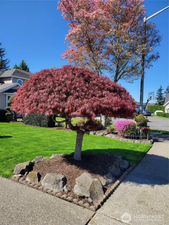 Mature landscaping!