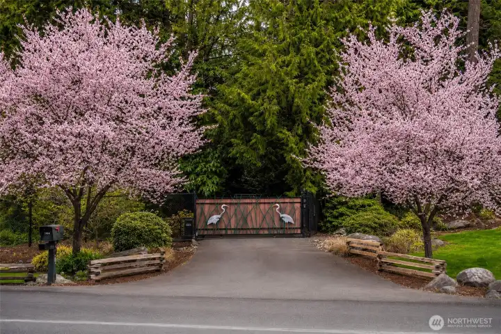 The property is fully fenced and secured by a gate. This picture shows the cherry blossoms in bloom.