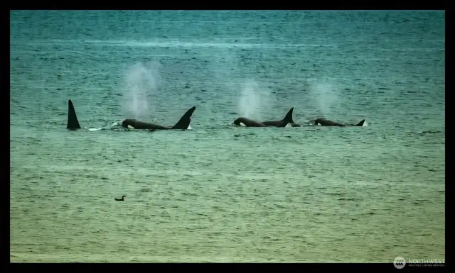 Orcas.  From the house.