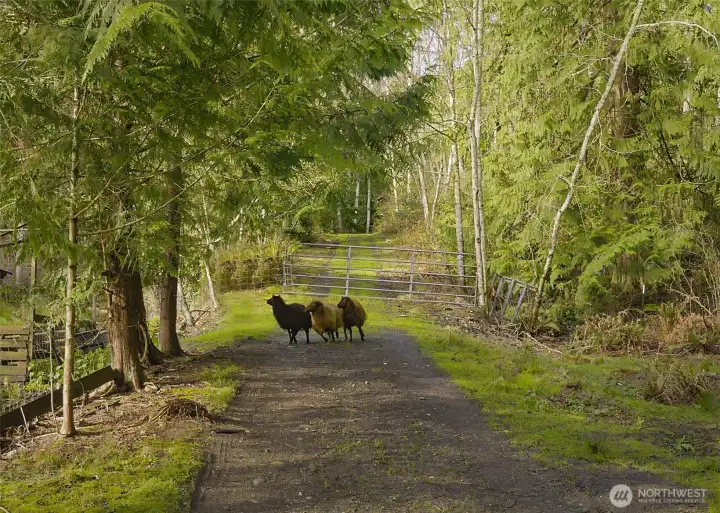 Yes, sheep currently enjoy this property too! Goats, sheep, chickens?