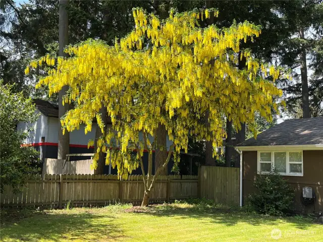 Check out this gorgeous blooming tree—just one of the many things that makes this yard feel so special in spring!