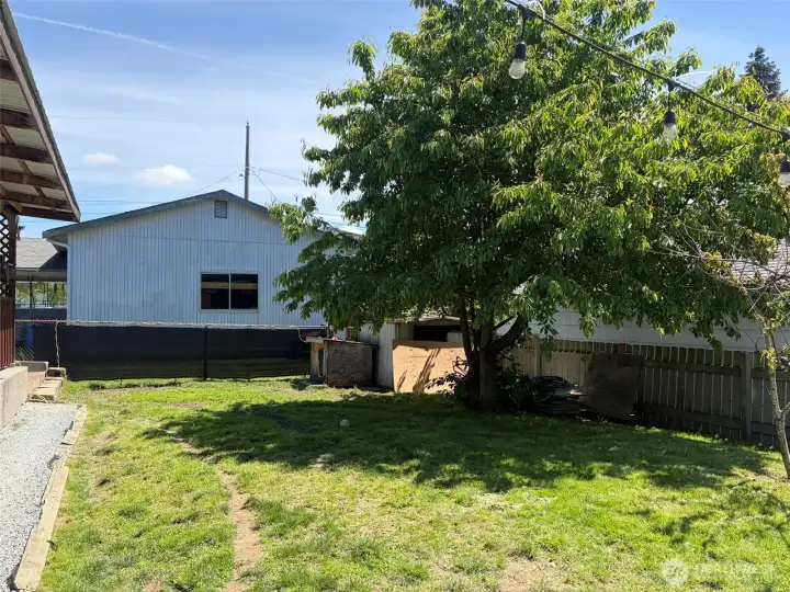 backyard backyard