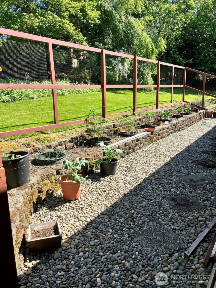 A beautiful enclosed rock wall garden in the backyard  for the happy tomatoes, cauliflower and squash.