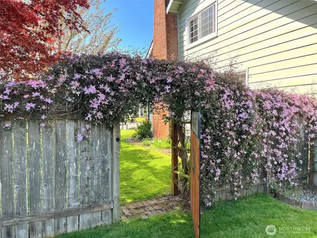 Gate to fenced backard