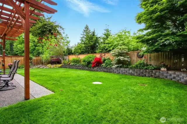 Back yard
