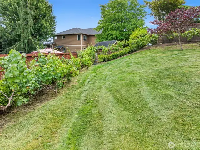 Backyard perimeter vineyard!