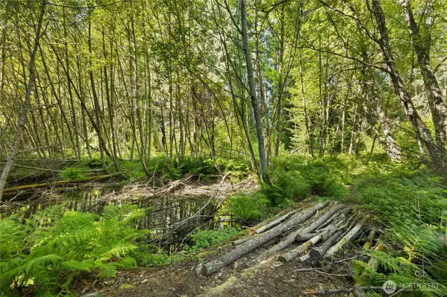 Cross the creek via a charming log bridge, straight out of a childhood dream.