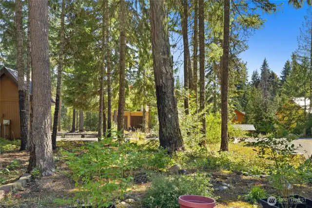 Natural low maintenance front yard.