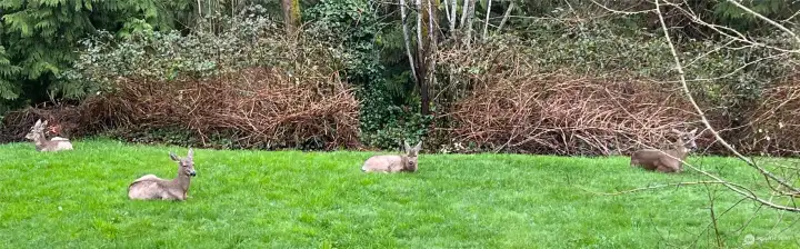 The grounds often feel like a small nature sanctuary with quiet visits from deer and the steady presence of trees, birds and open lawn.