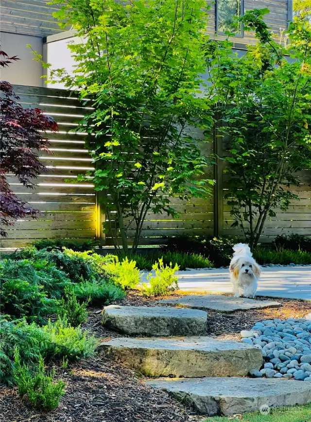 Retreat to the garden to take refuge in the completely transformed, modern landscape design. Anchored by a towering heritage Oak that reigns over the formal outdoor living area, follow the perfectly placed pavers to wander among a variety of vibrant Japanese Maples, Hydrangeas, Creeping Juniper and brilliant green Creeping Jenny spilling over artistic planters for the ultimate in urban forest bathing. Designed to grow cherished privacy, arborvitae and boxwoods line the Cedar fence along with dwarf conifers and textural ornamental grasses. Dramatic outdoor lighting illuminates pathways and up focus fixtures cast a gorgeous evening glow highlighting the flora. An irrigation system and strategically placed turf offer low maintenance for a lock & go lifestyle.